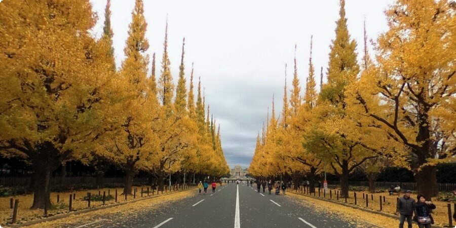 Ein Spaziergang durch Tokios goldenes Blätterdach: Erkundung der Meiji Jingu Gaien Ginkgo Avenue